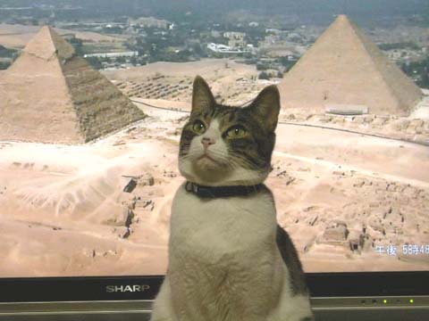 エジプトの猫