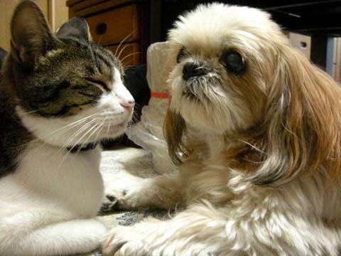 犬と日本猫