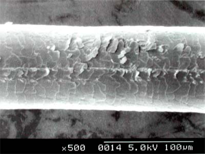 microscopio elettronico3