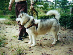 横向きのアラスカン・マラミュート