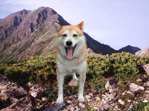 北岳を登る柴犬