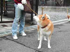 散歩が大好きな柴犬