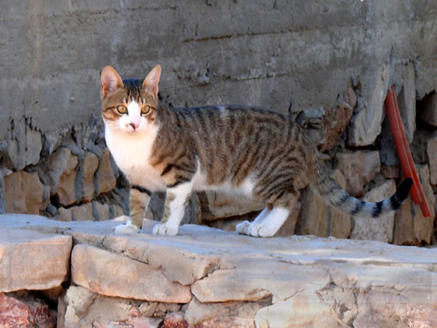 Egypt ABU simbel のネコ